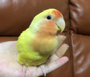 コザクラインコ　ぴーちゃん