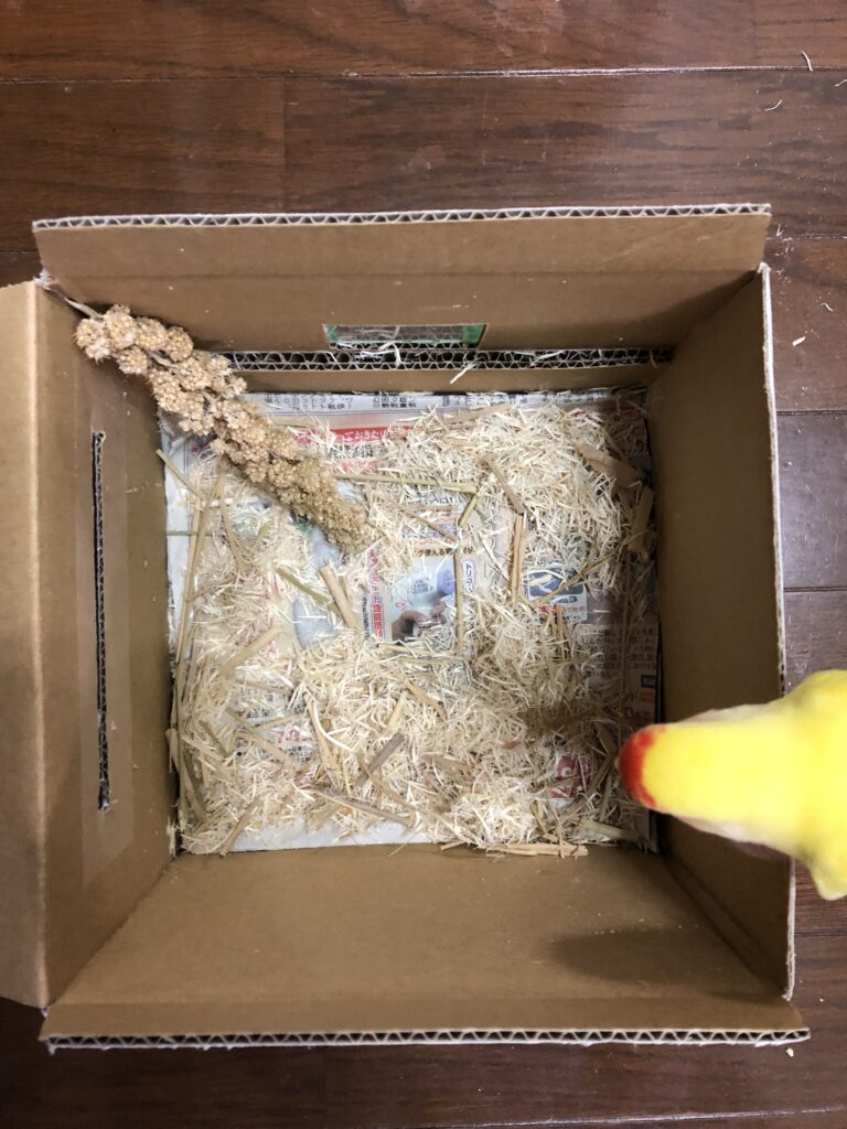 コザクラインコ　ゴールデンチェリー