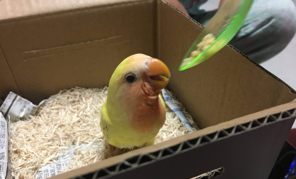 コザクラインコ　ゴールデンチェリー