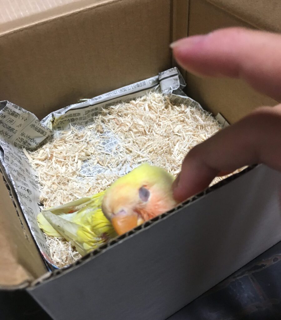 コザクラインコ　ゴールデンチェリー