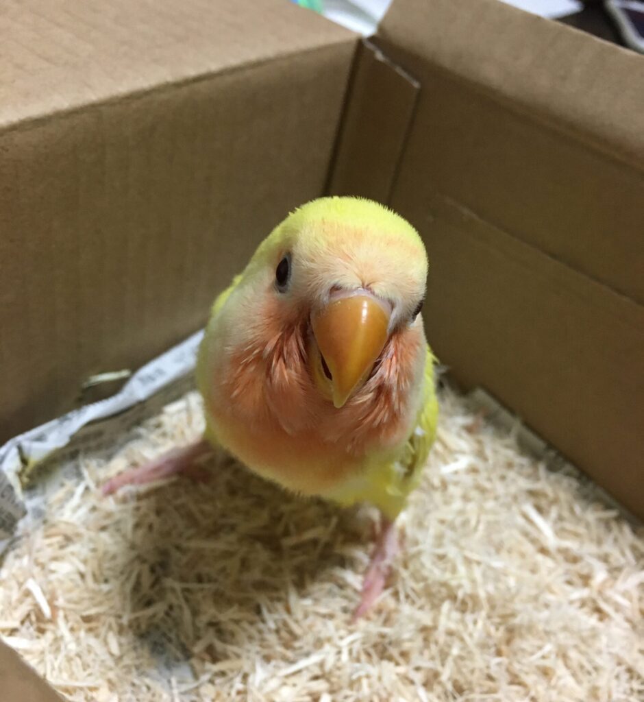 コザクラインコ　雛　ゴールデンチェリー