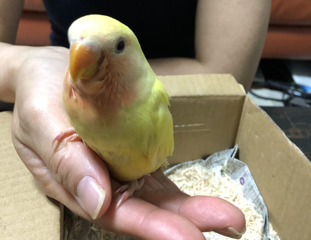 コザクラインコ　ゴールデンチェリー