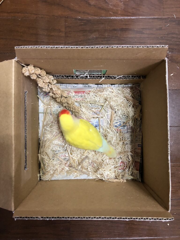 コザクラインコ　ゴールデンチェリー